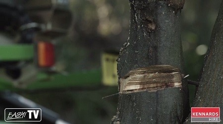 Using a chainsaw to create a fall hinge on small trees